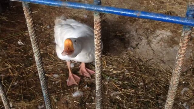 Тиша гуляет с тётей Таей 18 мая 2017 года в Кинеле смотреть онлайн