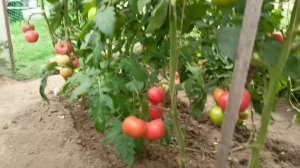 Томат "Сумо" от Гавриша