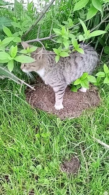 Котик Тигра🐈⬛ смотреть онлайн