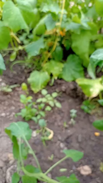 Уже созрели огурцы. #shortsvideo #огурцы #огурчики #теплица #? смотреть онлайн