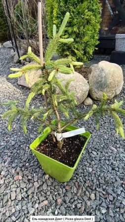 Ель канадская Дент ( Picea glauca Dent ).