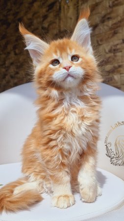 Prince Mos Lakshestar котенок мейн кун 2 месяца 3 дня.
