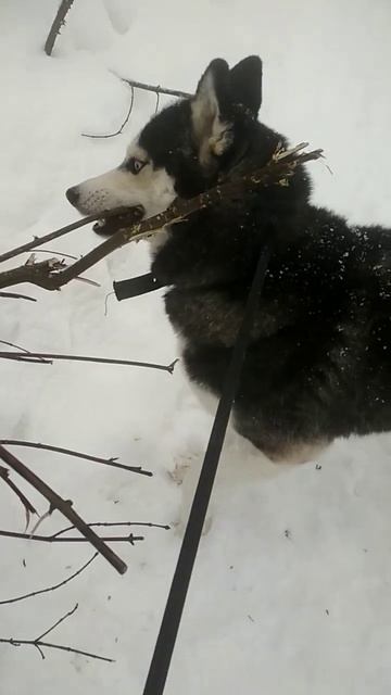 Местный секатор Скай 🐺💗 смотреть онлайн