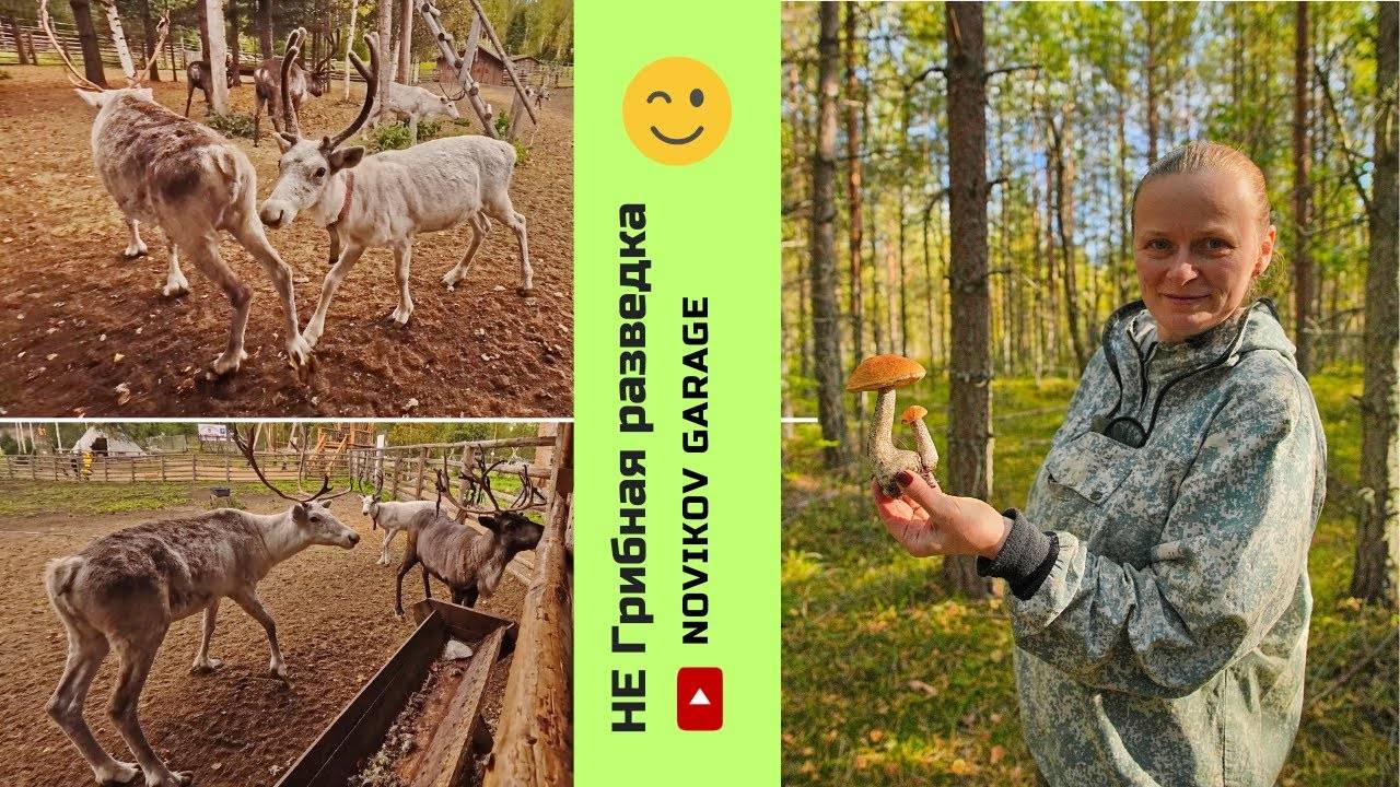 Грибная разведка 21 сентября 2024. Приозерский район или мы блогеры - лопухи :) смотреть онлайн