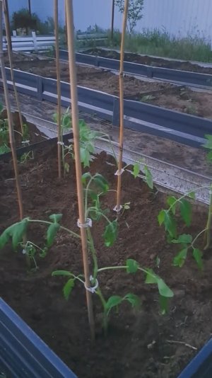 Вечер, муж после работы, а я его попёрла спасать томаты на участок)Посадим и обработаем фитовермом.