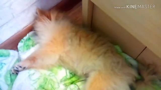 Пёсик!:3 смотреть онлайн