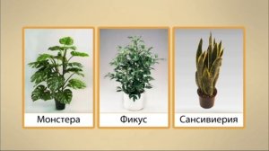 Растения