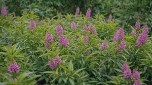 Огурец Вьюга f1 характеристика и урожайность гибрида - Овощи