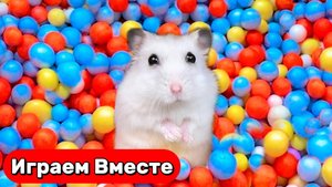Новый РАЗНОЦВЕТНЫЙ ЛАБИРИНТ С ЛОВУШКАМИ для нашего любимого УМНОНОГО ХОМЯКА 🐹 Видео для детей