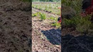 Культиватор боковой гидравлический