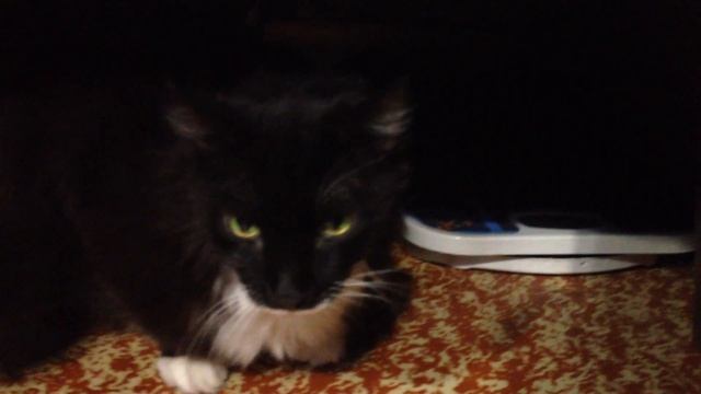 Кот под кроватью часть 1 смотреть онлайн