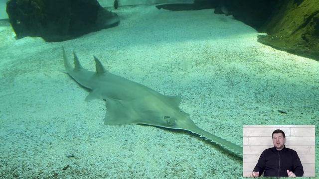 Что с руками у президента? Певец Филипп приплыл, вывел? смотреть онлайн