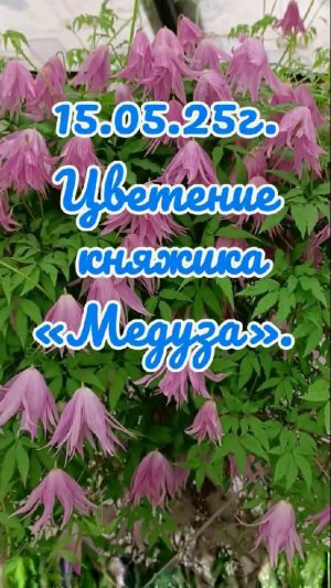 15.05.25г. Цветение княжика «Медуза».