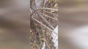 Аккумуляторный секатор Zitrek GreenNer 20