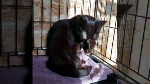 Замечательная изящная кошечка