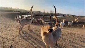 Кормлю животных. Олени, бизоны, альпаки, косули и бычки