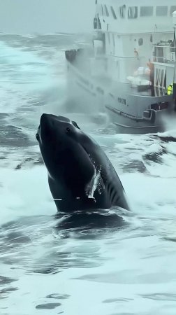 Акула мутант или мегалодон. Что сняли на видео рыбаки в море?