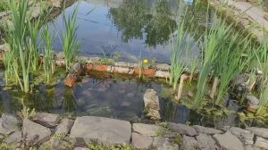 Пруд своими руками на участке с рыбой