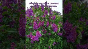 Сиреневый сад Москва