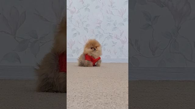 Маленькая куколка 🌞 девочка 2,5 месяца Питомник померанских шпицев СТИП ПОМ/STEEP POM #шпицмишка