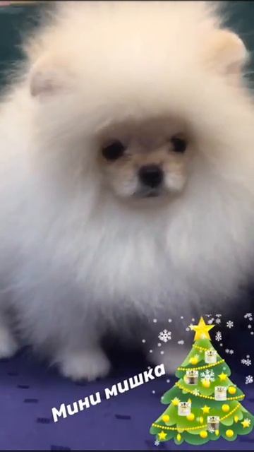 Мини Шпиц продажа смотреть онлайн