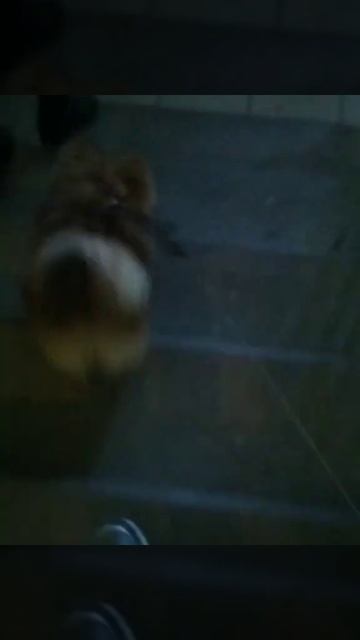 Арчи бежит по лестнице смотреть онлайн