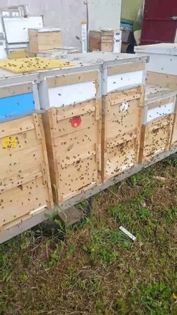 пчелы работают в полную силу