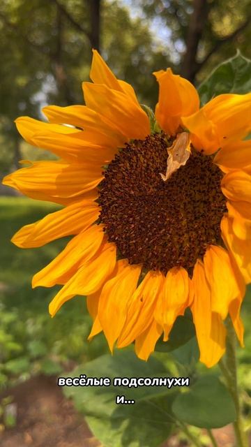 Мини-огород в Школе ЦПМ #shorts смотреть онлайн