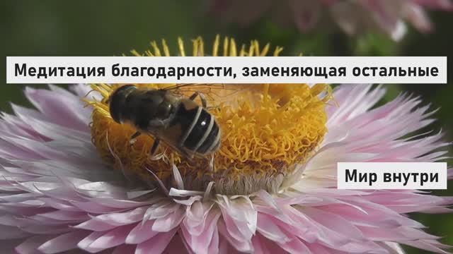 Медитация благодарности, которая заменит все остальные | Притяни чудеса в свою жизнь