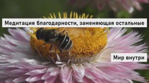Медитация благодарности, которая заменит все остальные | Притяни чудеса в свою жизнь