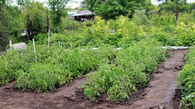 НАШЛИ СУНДУК С ЗОЛОТОМ У СЕБЯ НА ДАЧЕ? Удивительный да? смотреть онлайн