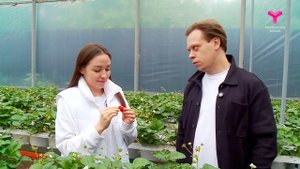 Тюменская клубника