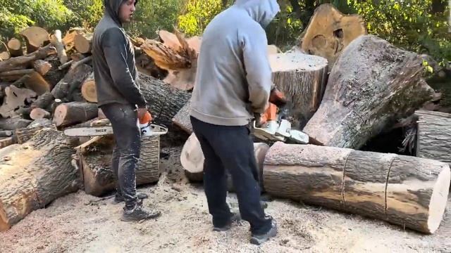 Найкраща бензопила STIHL MS 462 C-M 🌳🌳🌳 Best chainsaw for cutting wood ? смотреть онлайн