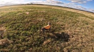 Кира начинает работать 2