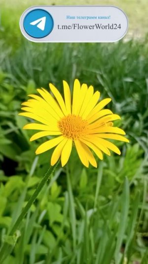 Дороникум: Золотые Ромашки Весеннего Сада.🌼