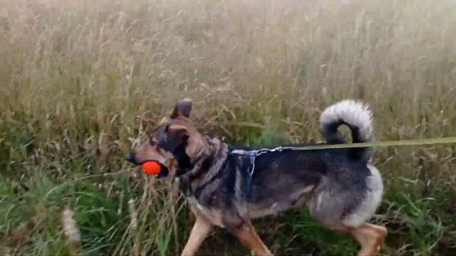 Валетик-Шпингалетик: Как спрятать мяч в траве смотреть онлайн