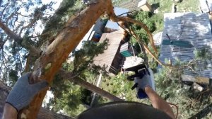 Большая сосна, пилю 3,5 часа