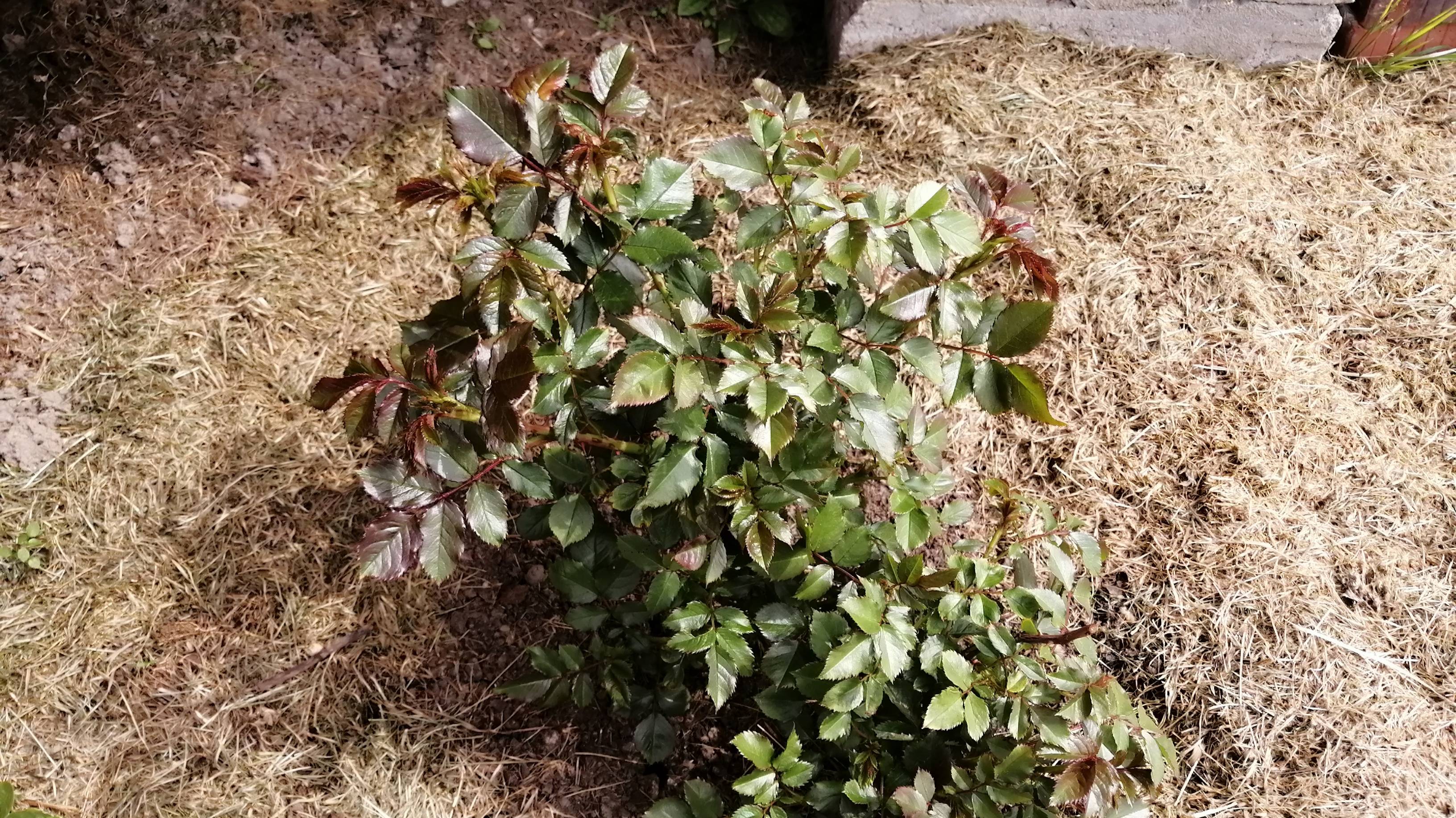 Влог/Выходные на даче/ Посадила огород и цветы/Ох уж эти одуванчики.../Как всегда вечерний шашлык/ смотреть онлайн