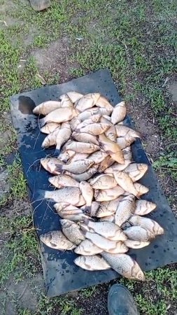 Рыбалка на карася, Алейский район