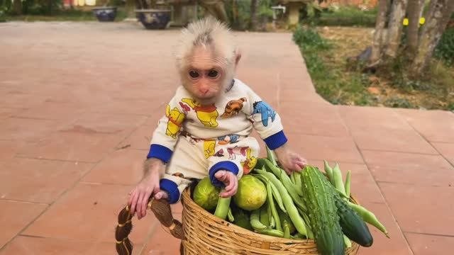 Обезьянка крошка БУКАШКА едет на маме в кошелке с овощами огорода Моют Веселая история