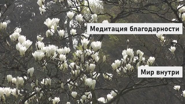 Очень сильная практика благодарности | Измени свою жизнь за 10 минут