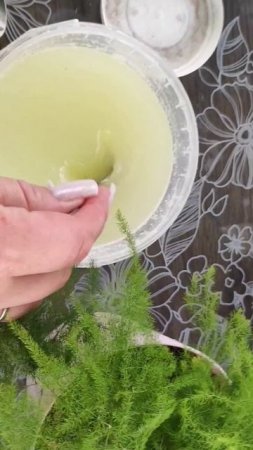 ЛЬЮ 1 ЛИТР под ОГУРЦЫ, собираю ведрами каждый день #огород #огурцы #сад