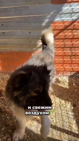 Милые медвежата в поисках дома! | Вена и Виста
