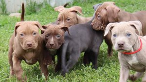 📞 +7 918 392-75-20 Щенки Американский Питбультерьер ✍️ Кристина Одобеско Питомник BLUE CRISTAL 💙