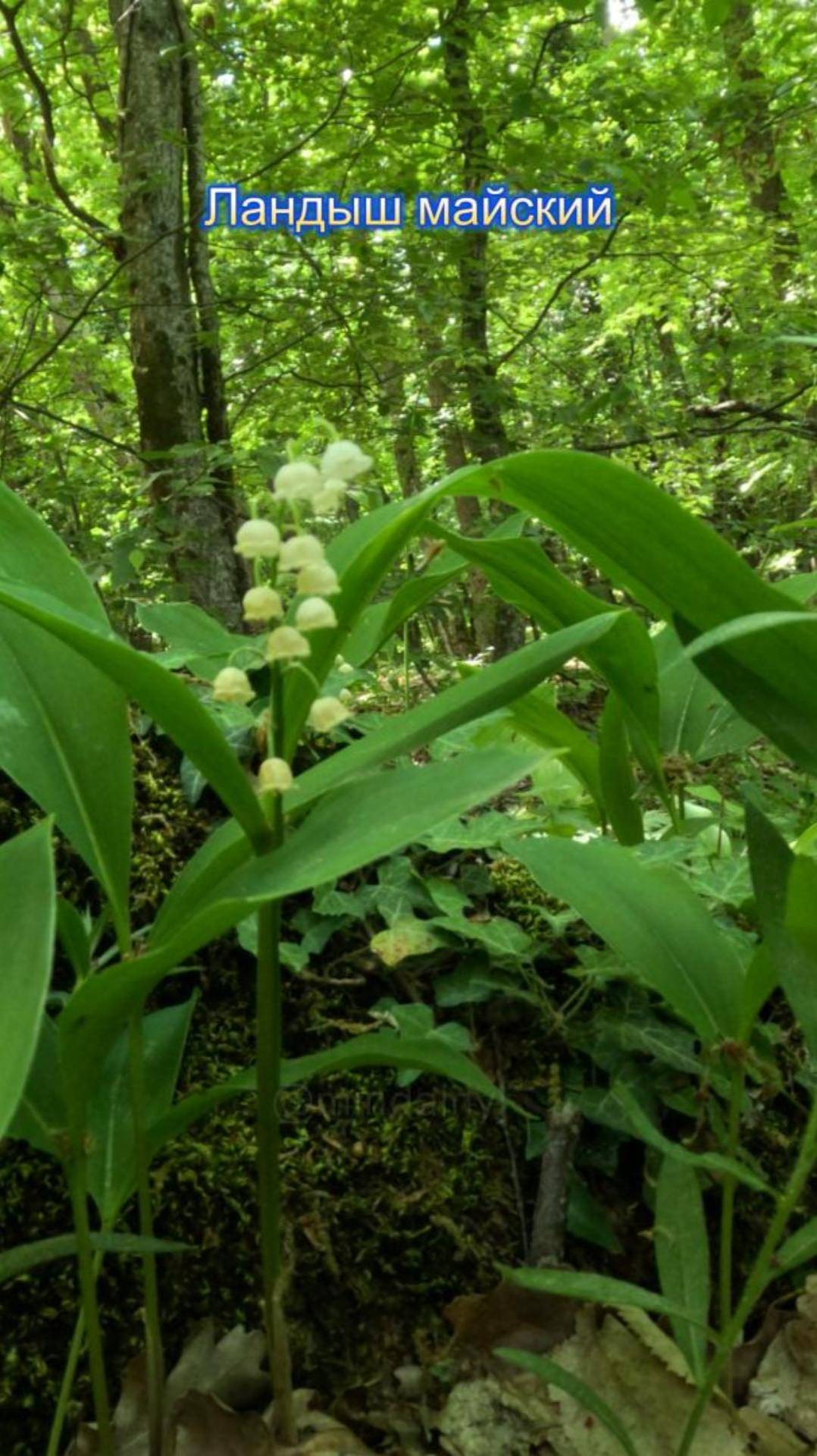 Ландыш майский смотреть онлайн