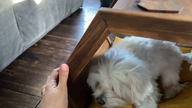 Супер отзыв на домик для собаки от благодарной клинтк?