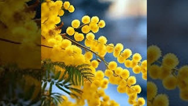 #Лесоповал=ВЕТКА МИМОЗЫ=COVER Egorov смотреть онлайн