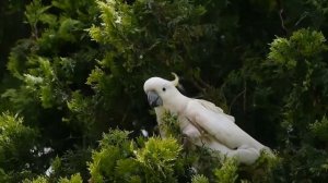 Какаду едят тую
Cockatoo eating pine nuts