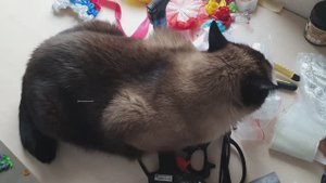 Котик Маркисс вредничает