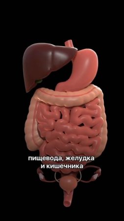 Осторожно, ИМБИРЬ!